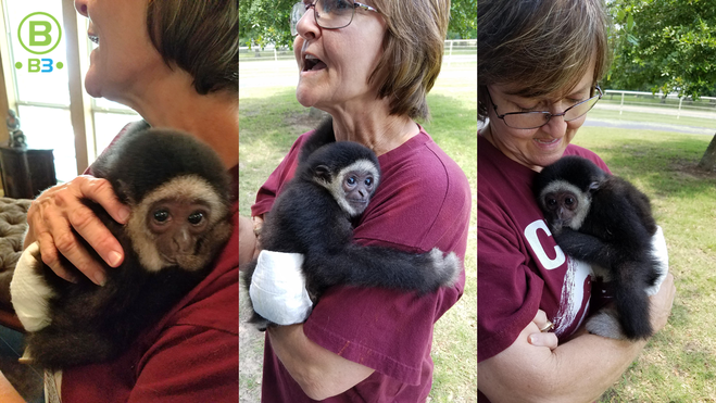 cute baby gibbon